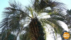 Где начинаются субтропики? Доброе утро. Суббота. Фрагмент выпуска от 07.02.2026