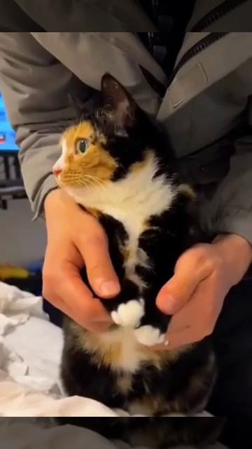 Разнообразие цветов котов