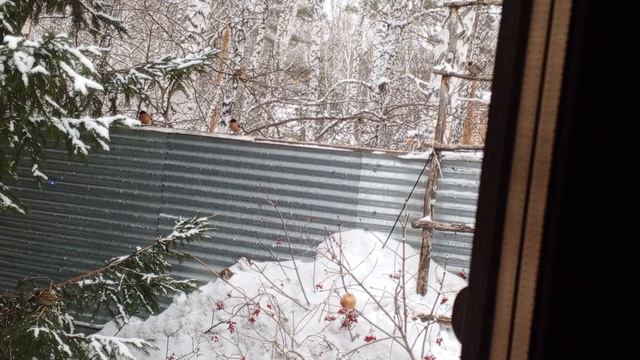 зверята обедают