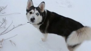 Клип моей песни «ЗИМА: ЖЕНЩИНЫ В БЕЛОМ САДУ»   из цикла «Поэзия земли нижегородской»