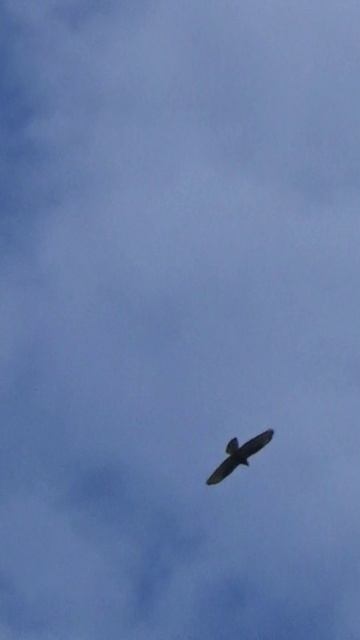 Flight #shorts #flight #встречанакопе #небо #природа