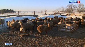 В двух районах Новосибирской области зафиксировали вспышку пастереллёза