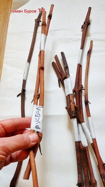 ЧЕРЕНКИ РАННЕГО МОРОЗОСТОЙКОГО ВИНОГРАДА ДЛЯ СРЕДНЕЙ ПОЛОСЫ И МОСКОВСКОЙ ОБЛАСТИ