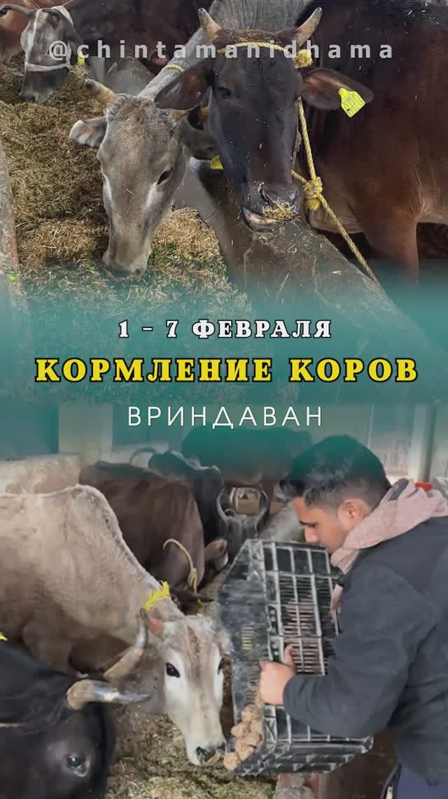 1 — 7 февраля. Видеоотчет о кормлении коров