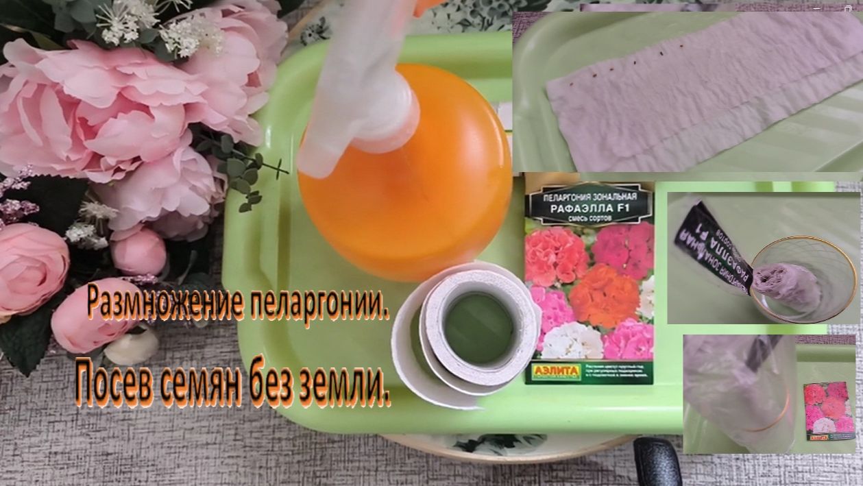 Пеларгония. Размножение пеларгонии. Посев семян без земли в пеленках, лучший способ посева.. смотреть онлайн