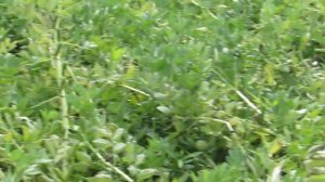 Бобы кормовые Красный богатырь