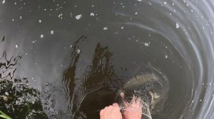 СуперВерша!!! СУПЕРУЛОВ!!!