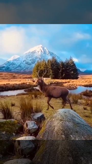 🦌 Красный олень — самый крупный олень Шотландии