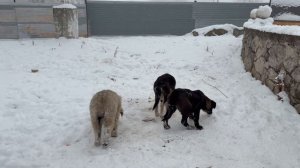 Маленькие жизни против ледяного холода