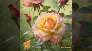 VID_20260207_043417_644.mp4