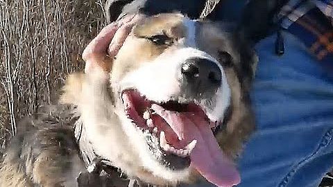 Бездомный пес Бошар. Два года полет нормальный! Бездомный пес Бошар. Два года полет нормальный!