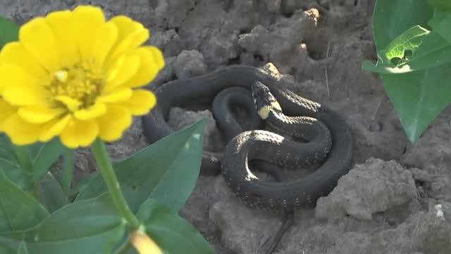 6 соток 10 июля 2021 года. Хроника. Загораю. Ужи на участке. 36 градусов жары. смотреть онлайн