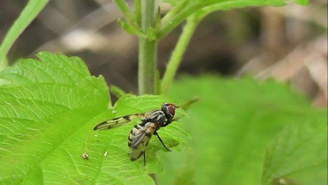 ПРАВЫЙ БЕРЕГ: Компания тли и муха в полоску