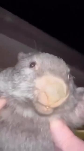 БОБЕР КУРВА #highlights