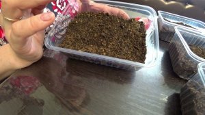 Секреты посева корневого сельдерея