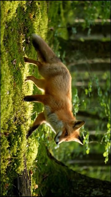 Поверни телефон