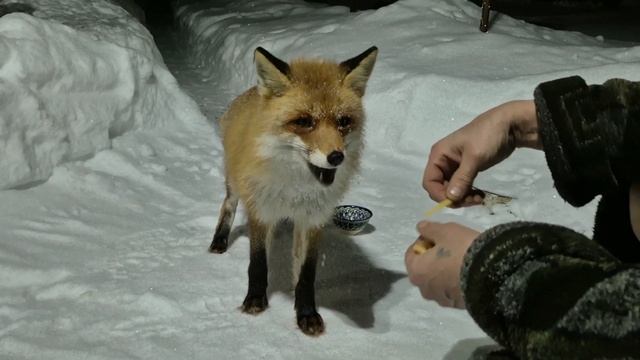 Лисичка вернулась) смотреть онлайн