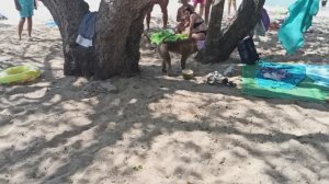 ТАИЛАНД ПАТТАЙЯ. ВОЕННЫЙ ПЛЯЖ. ОБЕЗЬЯНЫ АТАКУЮТ