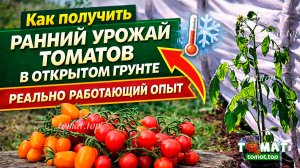 Как получить очень ранние томаты в открытом грунте — реально работающий опыт