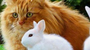 Джинджер и кошка-мама спасают брошенного кролика, который о снова почувствовал материнскую любовь 💕