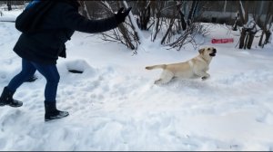 Насыщенный день. Отвезли котика к врачу на чистку зубов и нашли  место для прогулки с Симбой1
