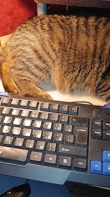 Барсик красафчик работает батончикм и колбаской смотреть онлайн