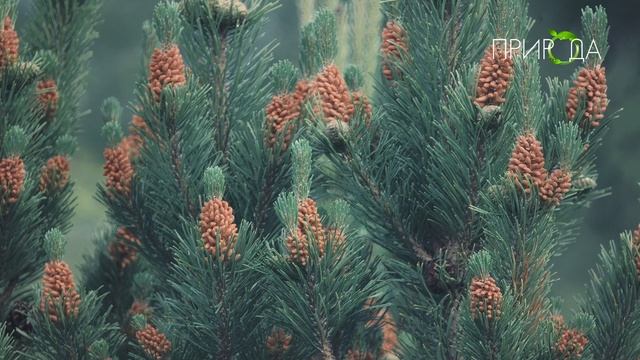 Природа. Сосна_8