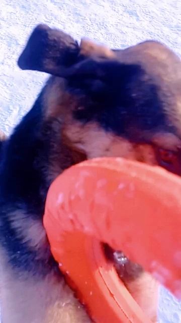 «Колечко-колечко!» ❥ Приют в Малинках #приютдляживотных