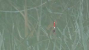 Этот канал зарос камышом тут и обитает карась, рыбалка на удочку