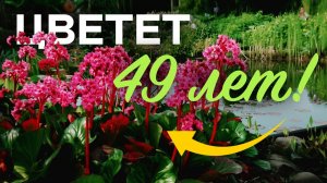 Сажайте ИМЕННО ЭТИ МНОГОЛЕТНИКИ - никаких хлопот