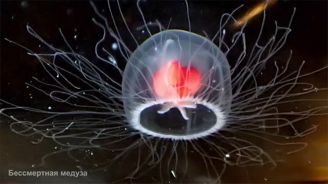 Почему не умирает «от старости» Бессмертная медуза (Immortal jellyfish) — Turritopsis dohrnii ? смотреть онлайн