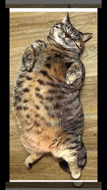 Сытый голодному не товарищ