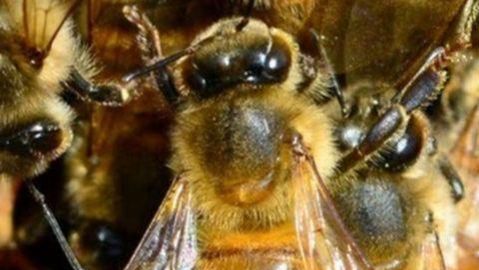 ЛОВУШКА для ПЧЁЛ своими руками. 100% рабочий способ приманить рой!