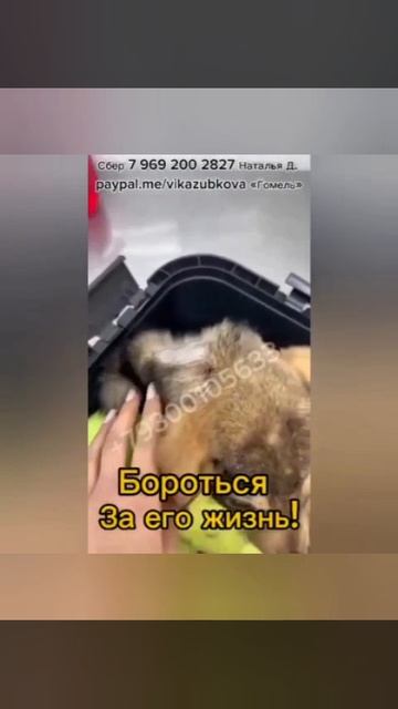 Сократ 🐶. Сократ совсем малышом попал в усыпалку города Гомель.Как и многие другие щенки он заболел Сократ 🐶. Сократ совсем малышом попал в усыпалку города Гомель.Как и многие другие щенки он заболел