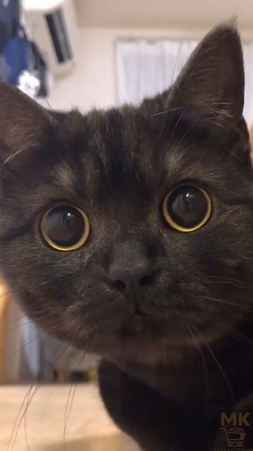 А ТЫ ПОСТАВИЛ!?