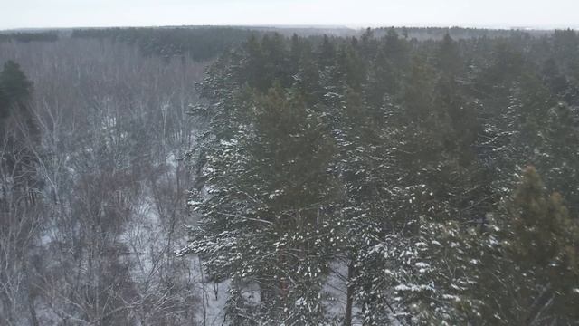 Мещанский лес в Петропавловске
