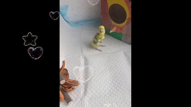 лысый попугай смотреть онлайн