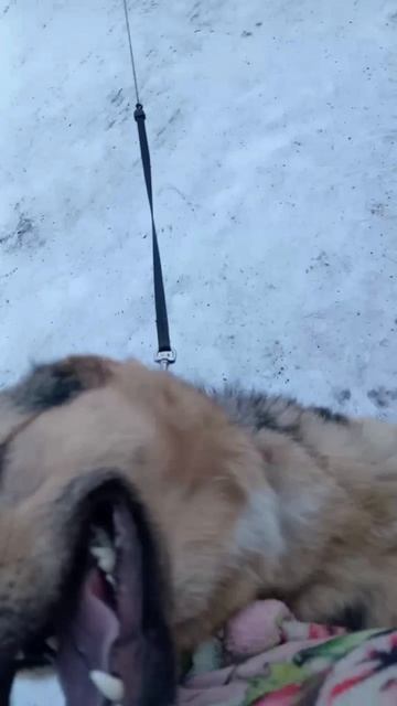 Не просто нашла дом, она исцелила сердца! | Вексана