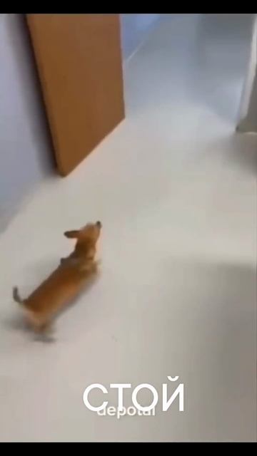испуг🤣