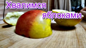 ХВАЛИМСЯ ЯБЛОКАМИ