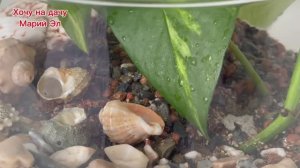 УКОРЕНЯЕМ КРАСИВО.😍