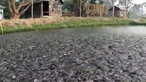 РЫБОВОДНАЯ ФЕРМА