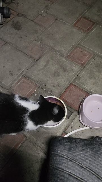 Шурику надо много кушать.