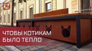 Модульные домики для кошек установили в Дербенте