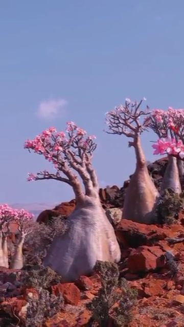 YouCut_20260207_054945308.mp4