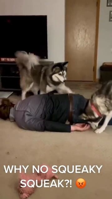 Хаски, одним словом😆))