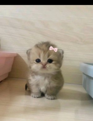 , Я учусь вставать столько на руках