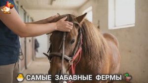 Веселые фермы и выращивание птиц, животных и растений (21)