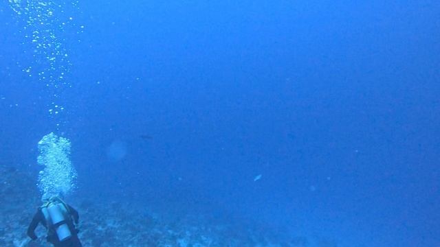 наполеон, дайвинг в Египте Шарм-эль-шейх смотреть онлайн