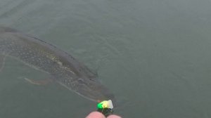 попалась на карасика